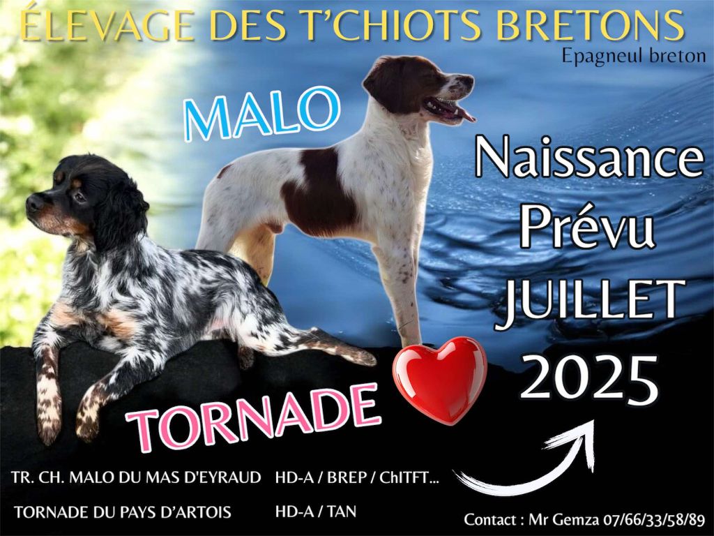 Tornade du Pays d'Artois x Malo du Mas d'Eyraud