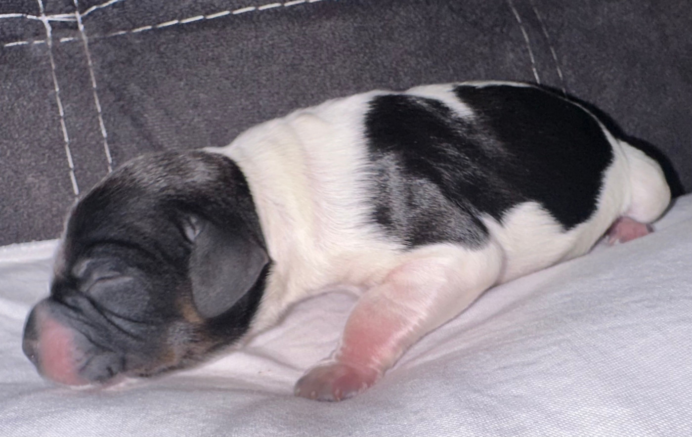 des T'chiots Bretons - Chiots disponibles - Epagneul Breton