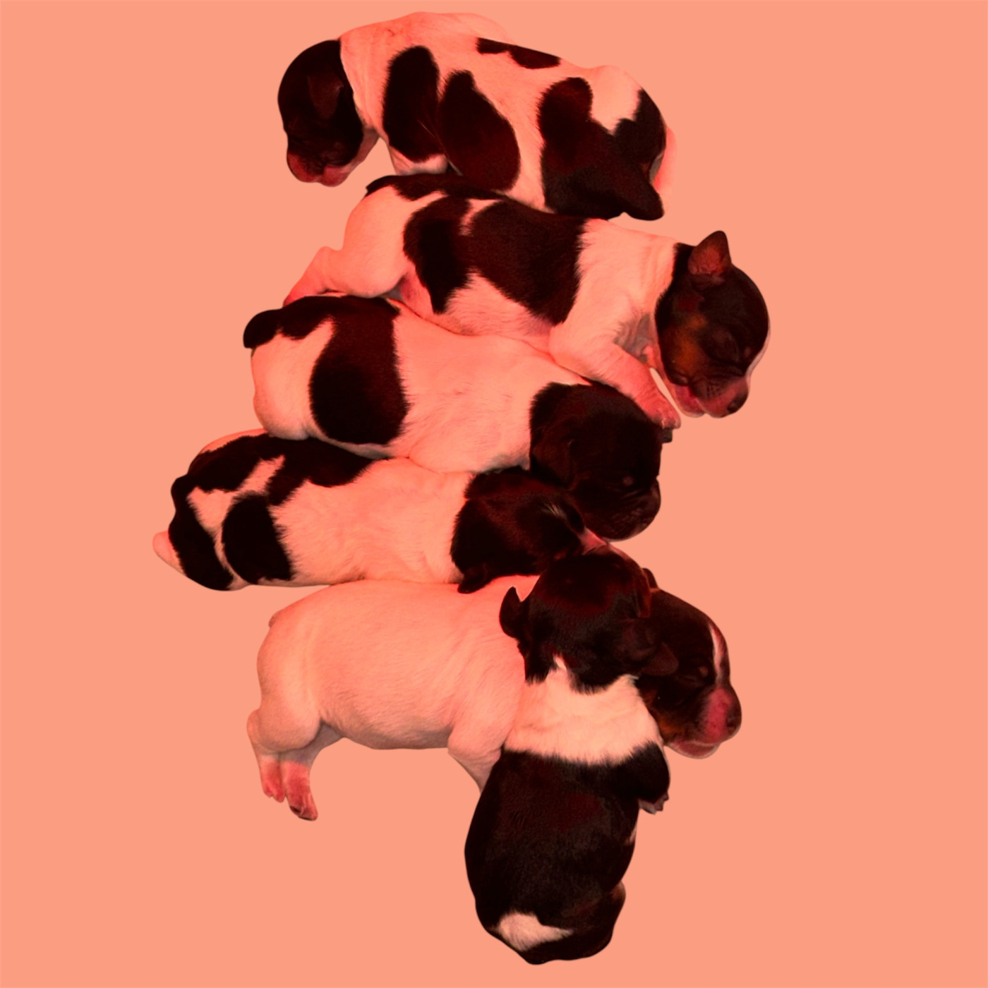 des T'chiots Bretons - Epagneul Breton - Portée née le 03/10/2026