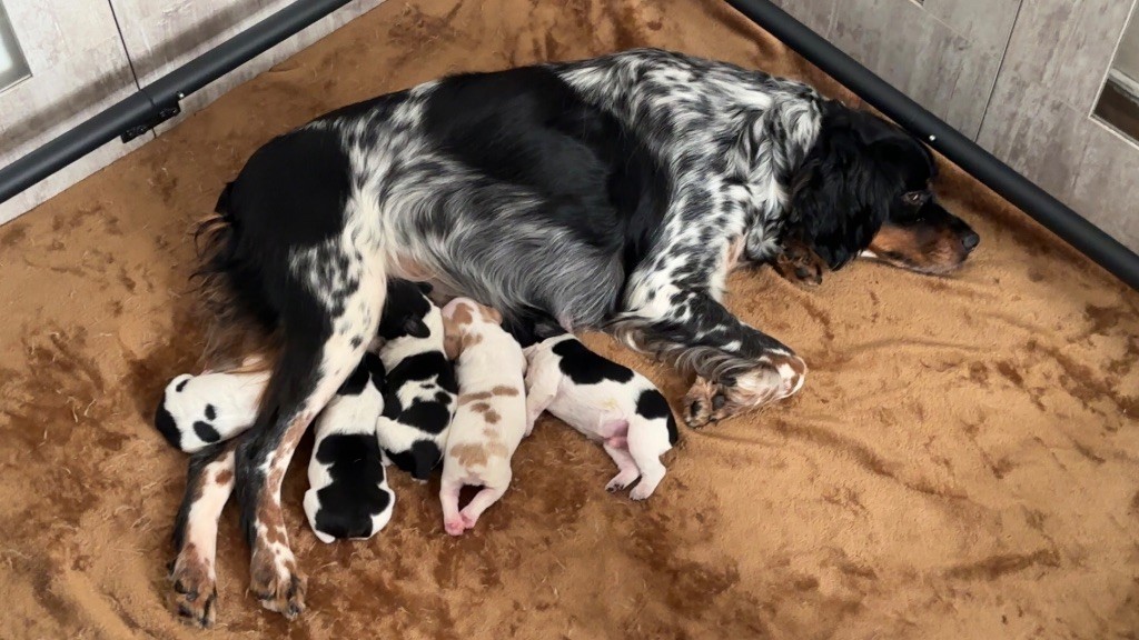 Chiot Epagneul Breton des T'chiots Bretons