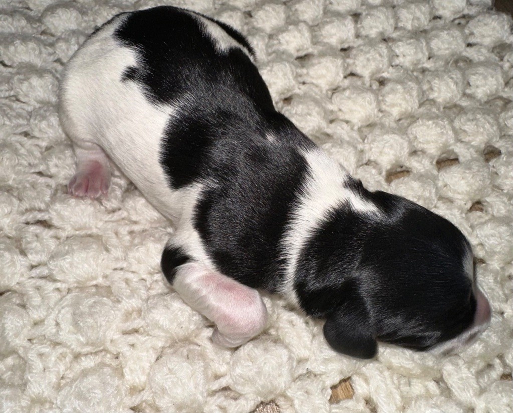 des T'chiots Bretons - Chiots disponibles - Epagneul Breton