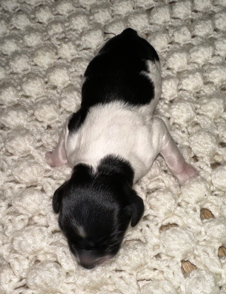 des T'chiots Bretons - Chiots disponibles - Epagneul Breton