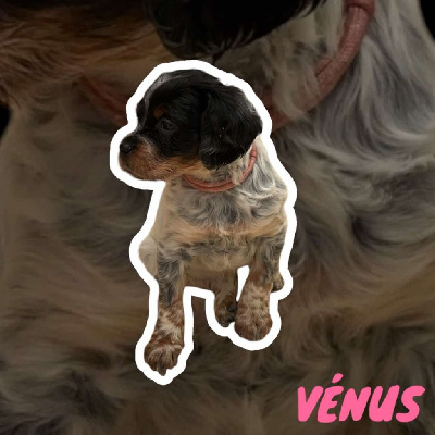 VENUS