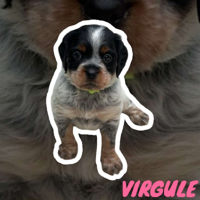VIRGULE
