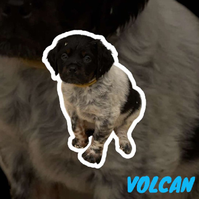 VOLCAN