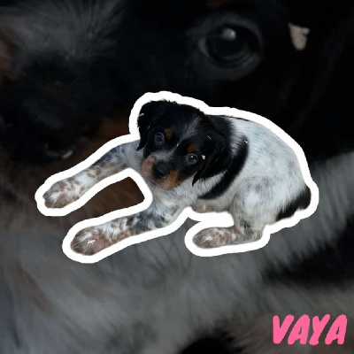 VAYA