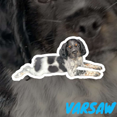 VARSAW