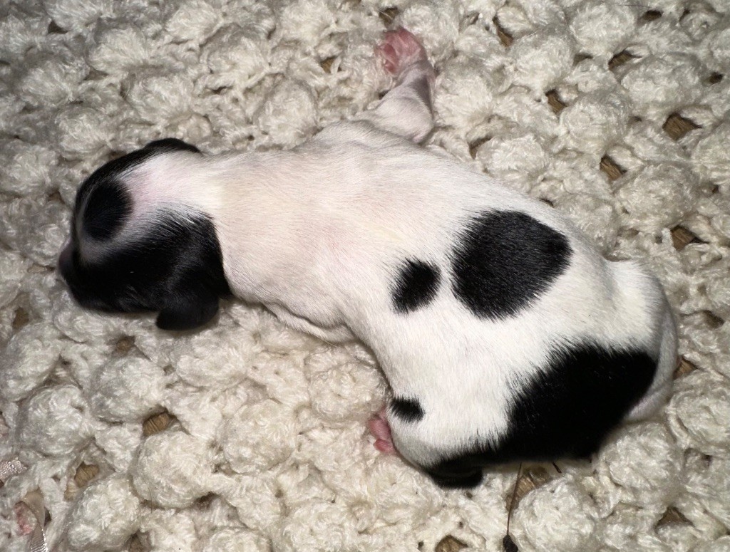 des T'chiots Bretons - Chiots disponibles - Epagneul Breton