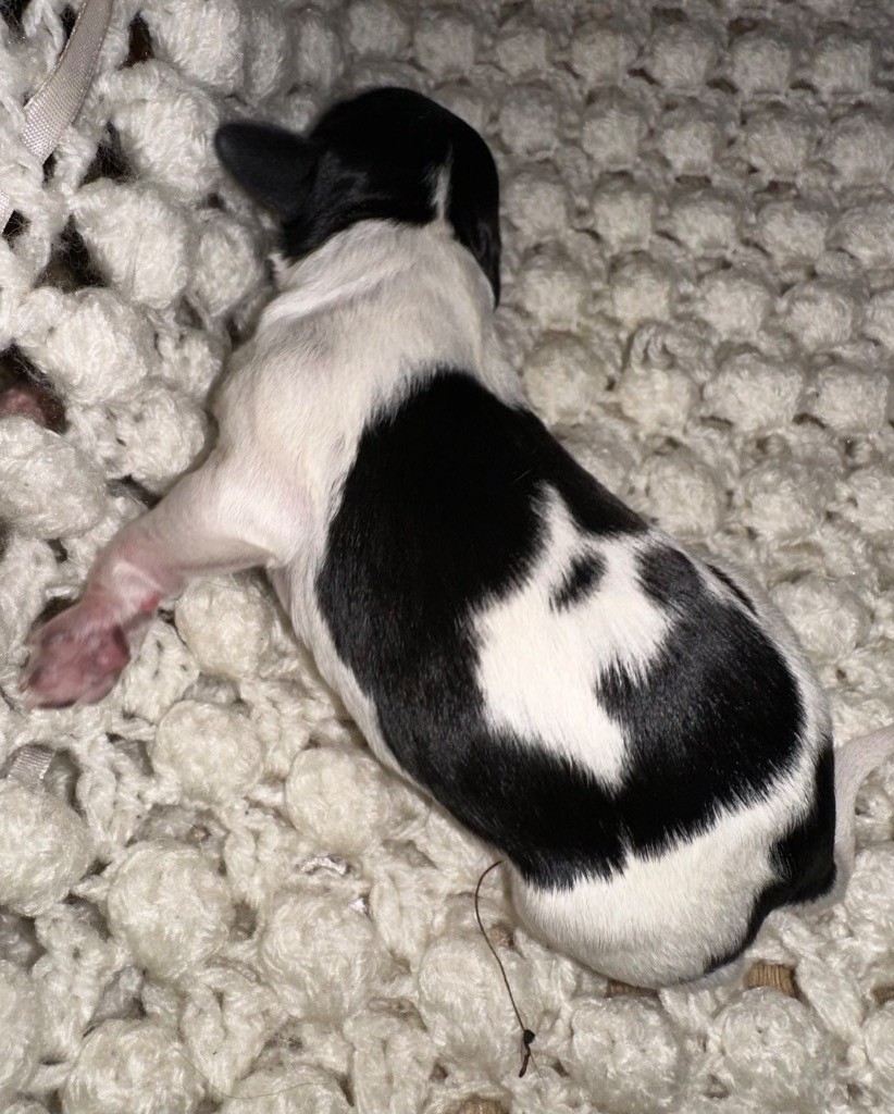 des T'chiots Bretons - Chiots disponibles - Epagneul Breton